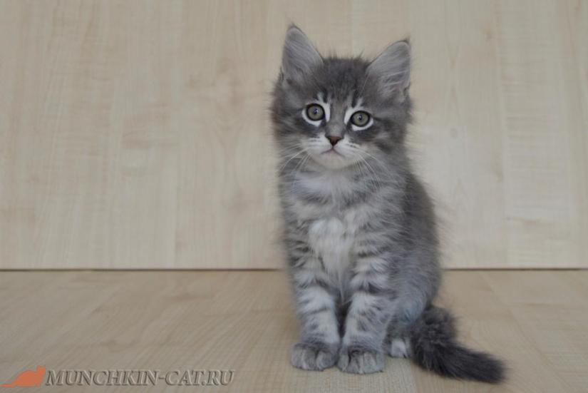Izya Karapuz 01.02.2020