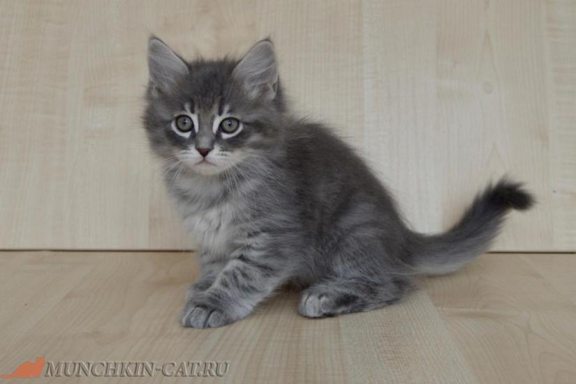 Izya Karapuz 01.02.2020