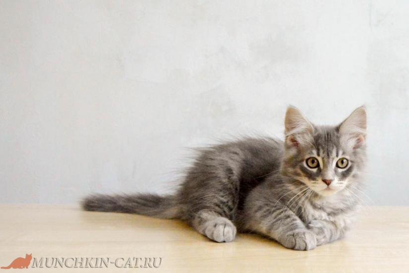 Izya Karapuz 25.02.2020