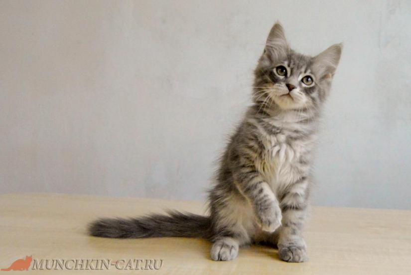 Izya Karapuz 25.02.2020