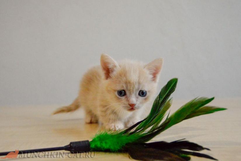 female munchkin kitten 25.02.2020