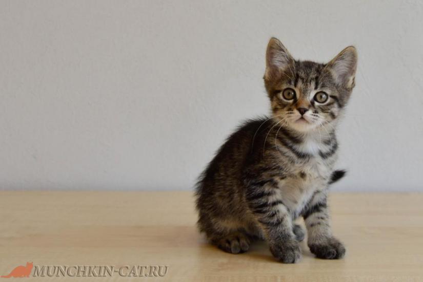 На фото котик с длинными лапками Kotya из питомника Карапуз (2 месяца)