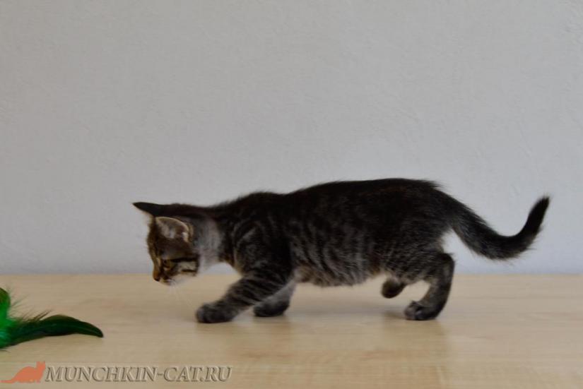 На фото котик с длинными лапками Kotya из питомника Карапуз (2 месяца)