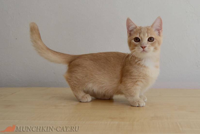манчкин кот рыжий