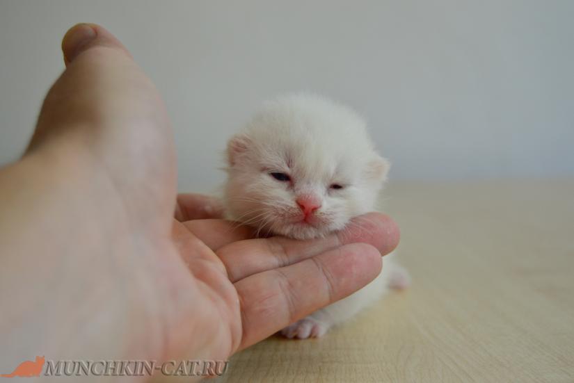 коротколапый кот породы манчкин