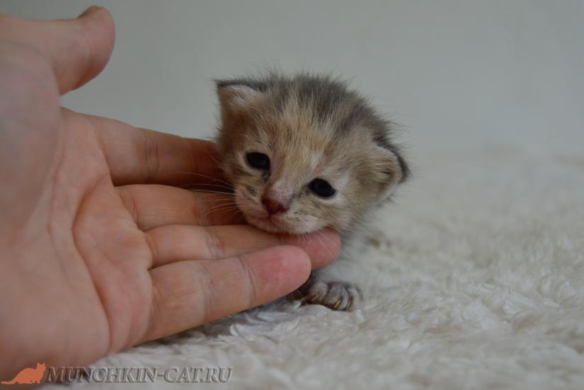 Нестандартная кошечка породы Манчкин