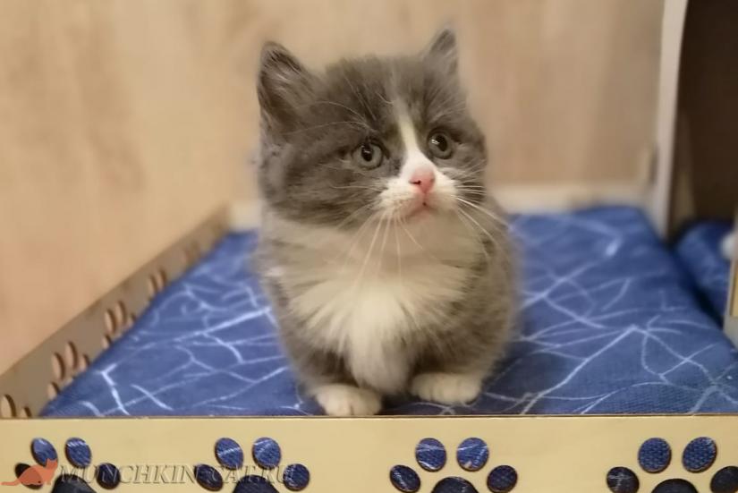 Порода кошек манчкин котята thumbnail
