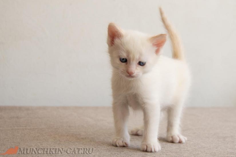 Victor Karapuz высокий кот породы манчкин 03.04.21