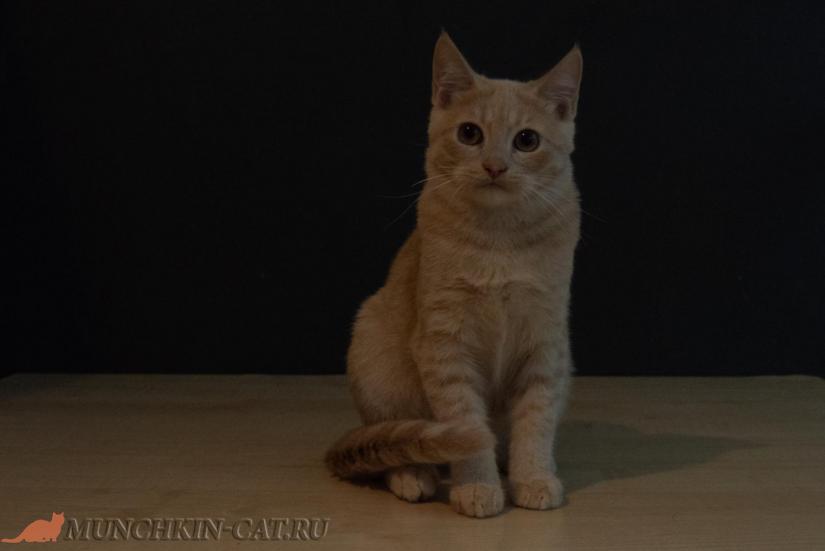 Velek Karapuz высокий кот породы манчкин 