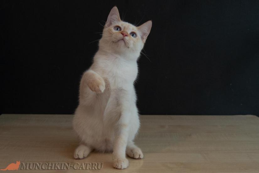 Vector Karapuz высокий кот породы манчкин