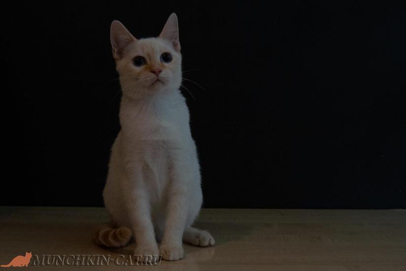 Victor Karapuz высокий кот породы манчкин