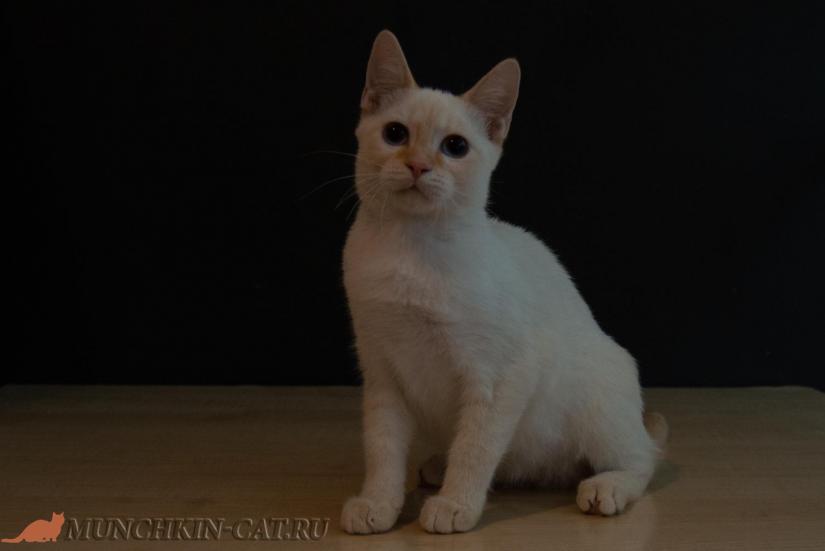 Victor Karapuz высокий кот породы манчкин