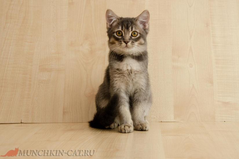 Кот породы манчкин нестандарт 