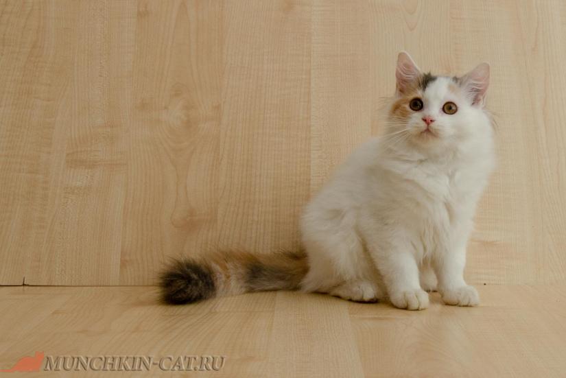 Кошечка породы манчкин питомник Карапуз