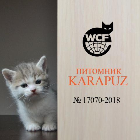 WCF cattery Karapuz