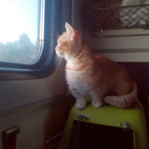 Кошка Буся в поезде