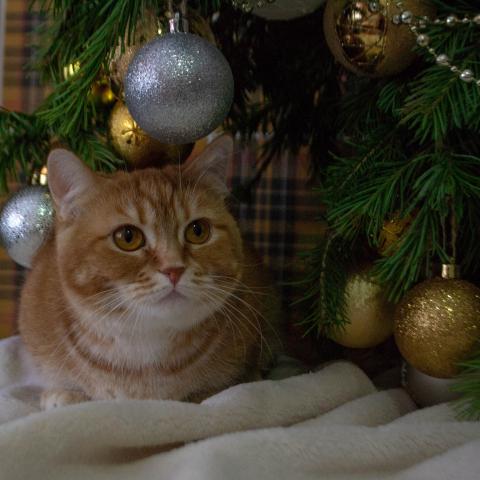кошка породы манчкин под елкой