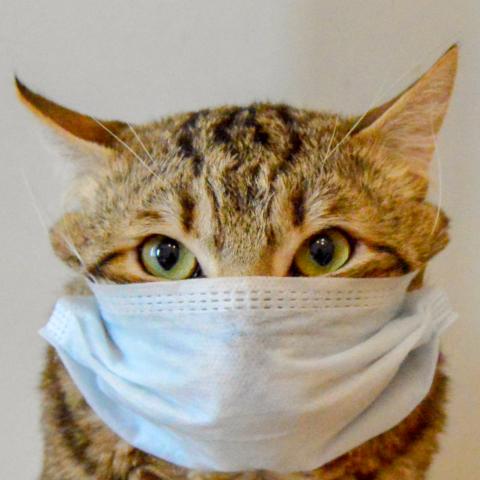 Короновирус у кошек. Опасен ли COVID-19