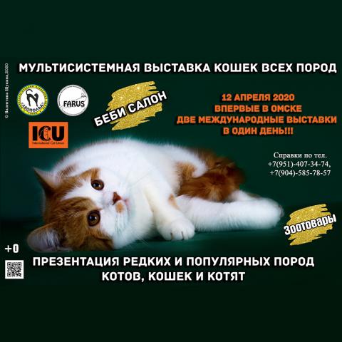 Выставка кошек в Омске