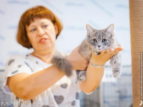Выставка кошек Москва Ева на руках эксперта