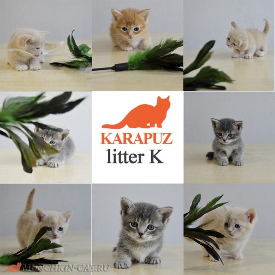 Litter munchkin K Karapuz