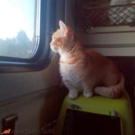 Кошка Буся в поезде