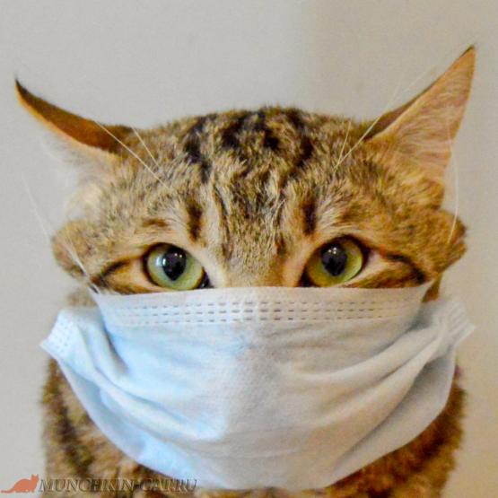 Короновирус у кошек. Опасен ли COVID-19