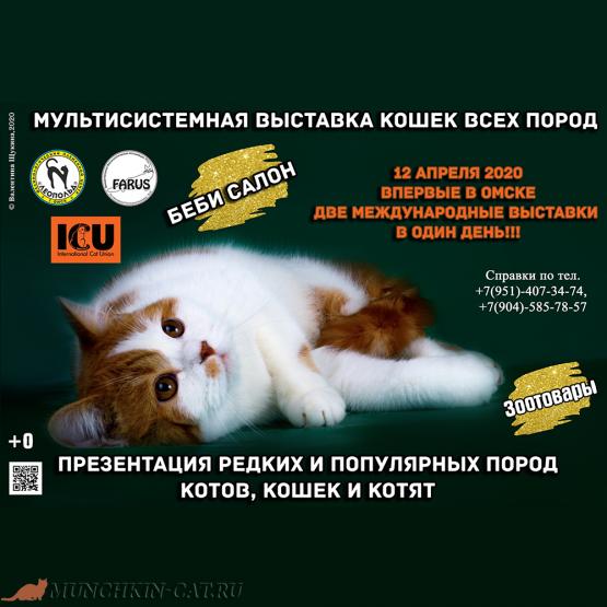 Выставка кошек в Омске