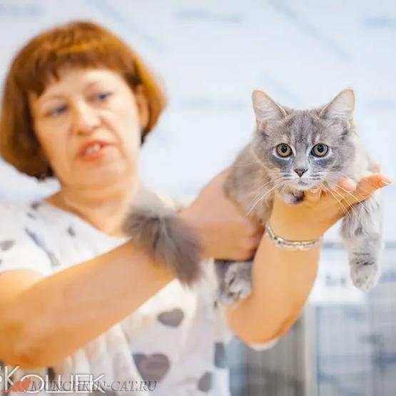Выставка кошек Москва Ева на руках эксперта