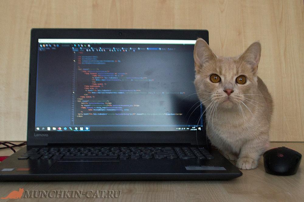 На фото кошка манчкин и ноутбук